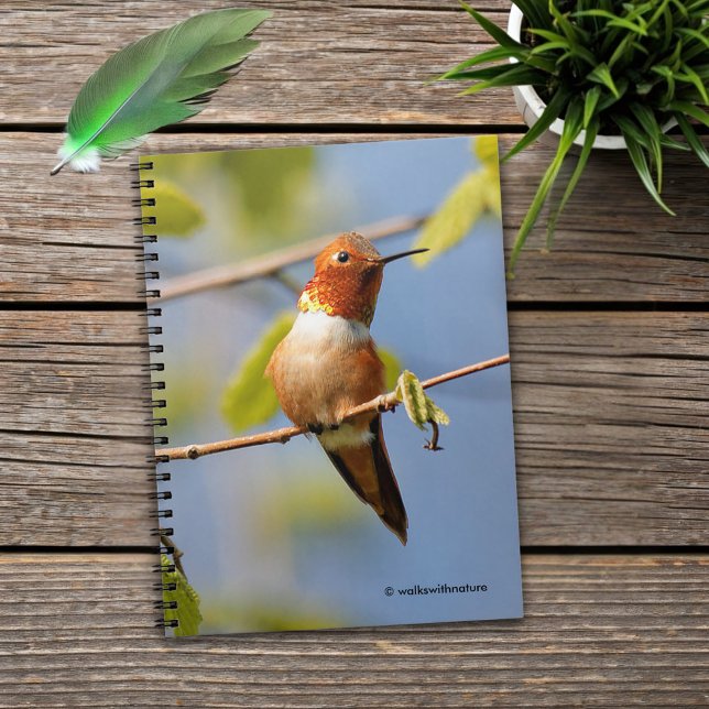 Carnet Colibri roux mâle au soleil d'été (Rufous Hummingbird in the Summer Sun Journal Cover Photo)