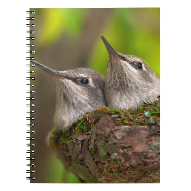 Carnet Colibris bébé (Devant)