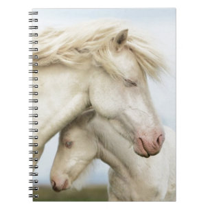 Carnet Collection de cheval