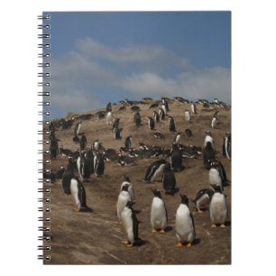Carnet Colonie de manchots papous (Pygoscelis papua) sur