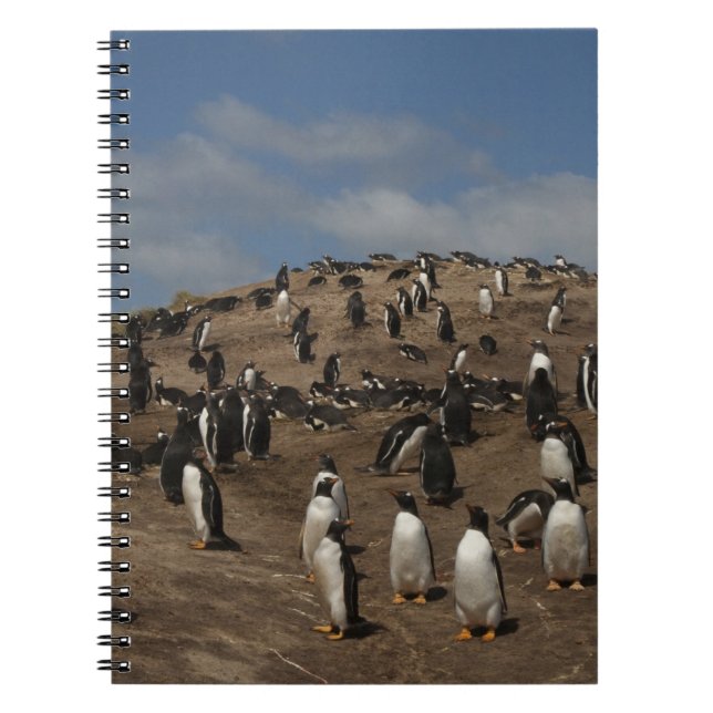 Carnet colonie de Penguin Gentoo (Pygoscelis papua) sur l (Devant)