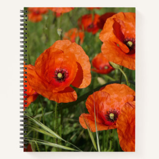 Carnet Common Poppies