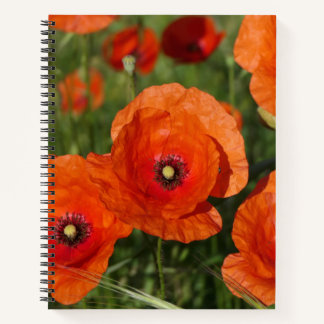 Carnet Common Poppies