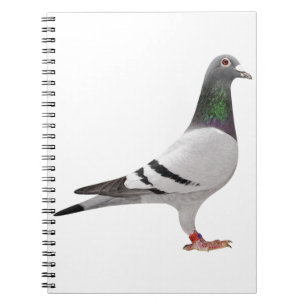Carnet conception de pigeon