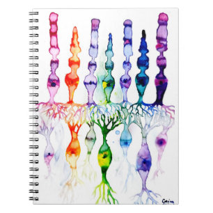 Carnet Cone cells rod cells and bipolar neurond of retina