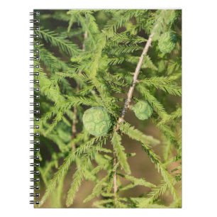 Carnet Cône de semences Bald Cypress