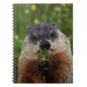 Carnet Consommation de marmotte de printemps