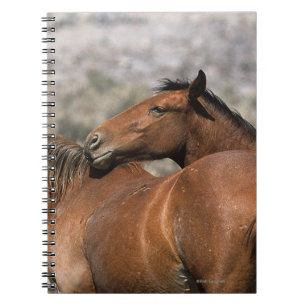 Carnet Contact sauvage de chevaux de mustang