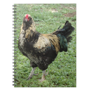 Carnet Coq d'Amérique noir et or