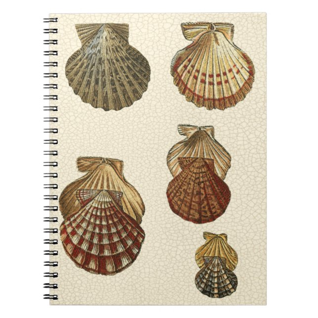 Carnet Coquilles antiques craquelées (Devant)