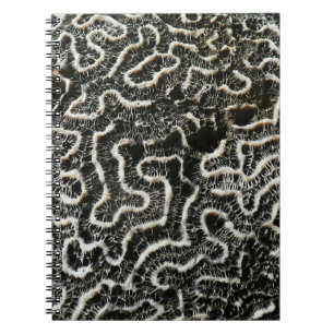 Carnet Corail noir et blanc II Abstrait Nature Photo