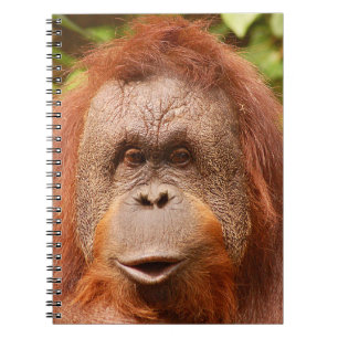 Carnet Corbeau orangoutan