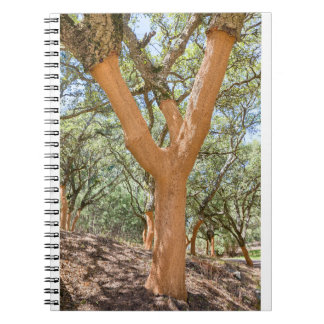 Carnet Cork en Algarve portugaise.JPG