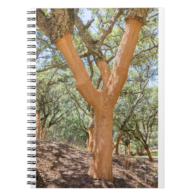Carnet Cork en Algarve portugaise.JPG (Devant)