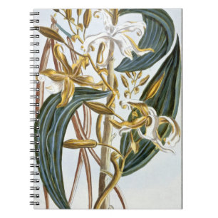 Carnet Cosses de vanille, plat 65, de 'collection
