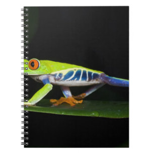 Carnet Costa Rica, Grenouille aux yeux rouges (Agalychnis