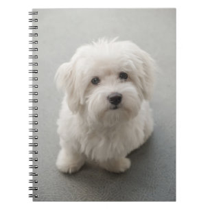 Carnet Coton de Tulear Puppy de Maisie