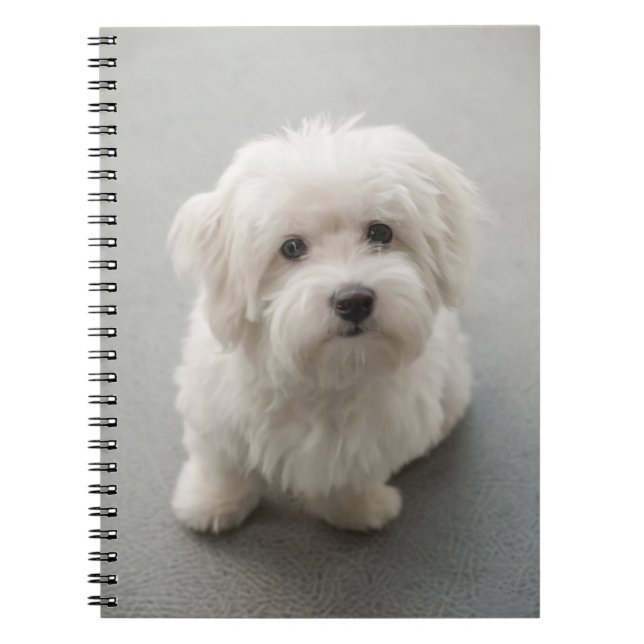 Carnet Coton de Tulear Puppy de Maisie (Devant)