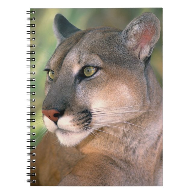 Carnet Cougar, Californie (Devant)