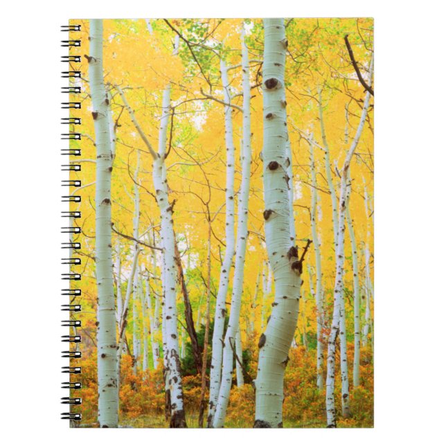 Carnet Couleurs d'automne des arbres d'Aspen 1 (Devant)