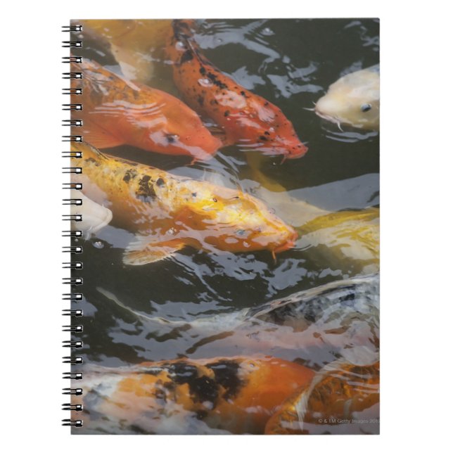 Carnet Coy Fish (Devant)