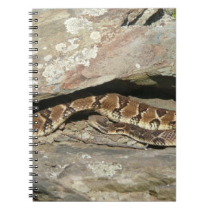 Carnet Crotale à Shenandoah National Park