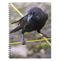 Crow à la croisée des chemins