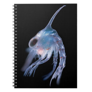 Carnet Crustacé planctonique