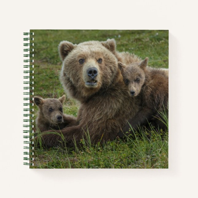 Carnet Cubs d'ours Brown se léchant avec leur mère (Devant)
