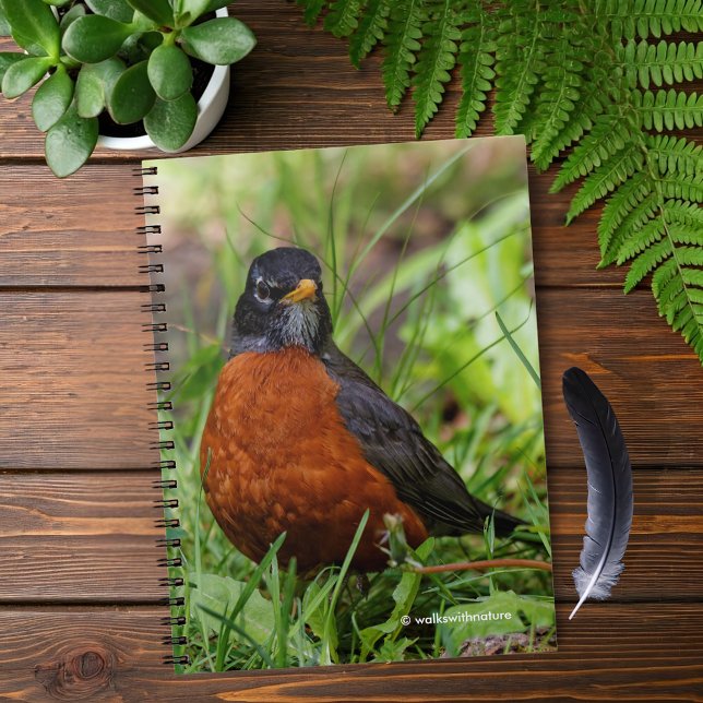 Carnet Curieux oiseau-chanteur américain Robin dans l'her (Curious American Robin in the Grass Journal Cover Photo)