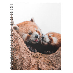 CARNET CUTE KOALA BEAR FAMILLE