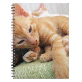 Carnet Cute Tiger Stripe Kitten