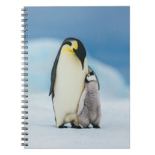 Carnet Cutest Baby Animals Emperor Penguin Chick