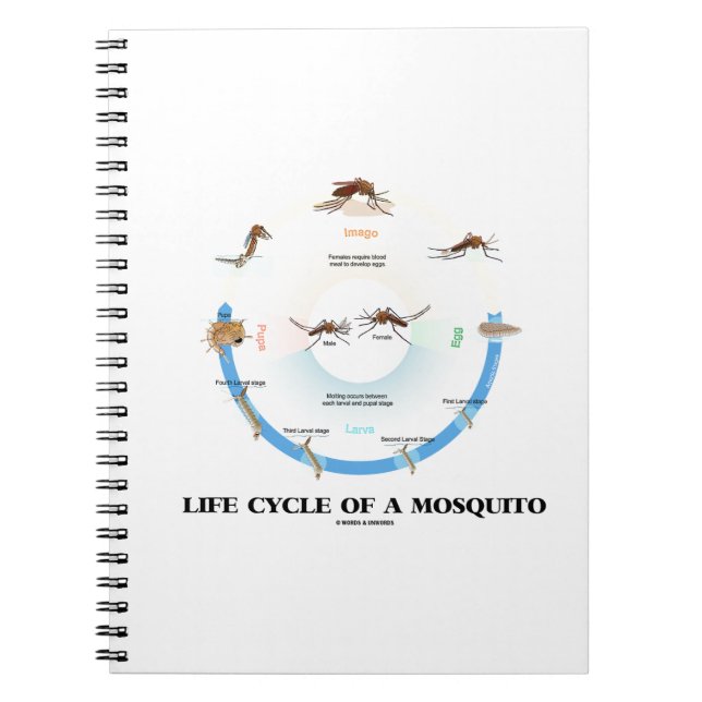 Carnet Cycle De Vie D'Un Moustique (Larva Pupa Imago) (Devant)