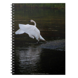 Carnet Cygne trompette