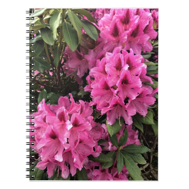 Carnet Cynthia Rhododendrons, Oregon (Devant)