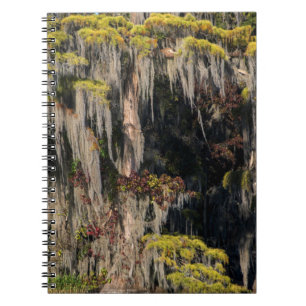 Carnet Cyprès de Pond dans un marais inondé