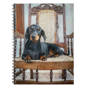 Carnet Dachshund Cute