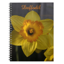 Daffodique jaune