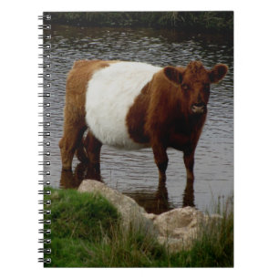 Carnet Dartmoor a ceinturé la vache à Galloway se tenan