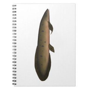 Carnet Dauphin australien