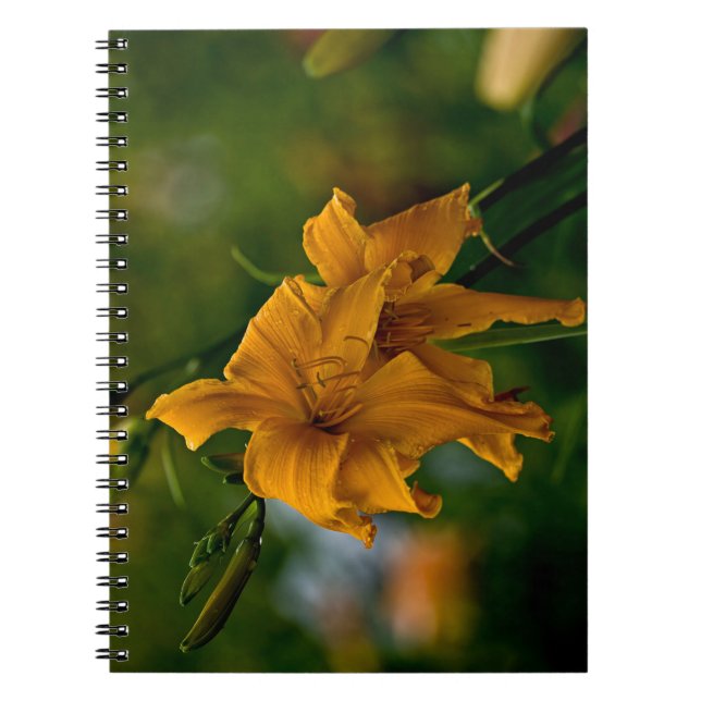 Carnet Daylily "Jersey Spider" (Devant)