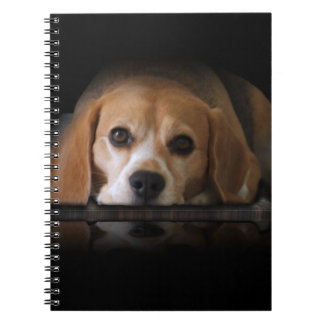 Carnet de beagle