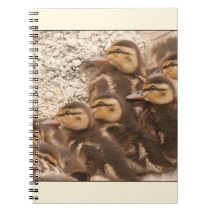 Carnet de canetons