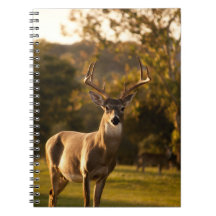 Carnet de cerfs / Journal