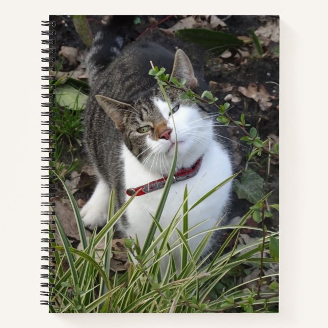 Carnet de chat blanc gris mou (Devant)