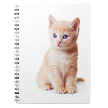 Carnet de chaton