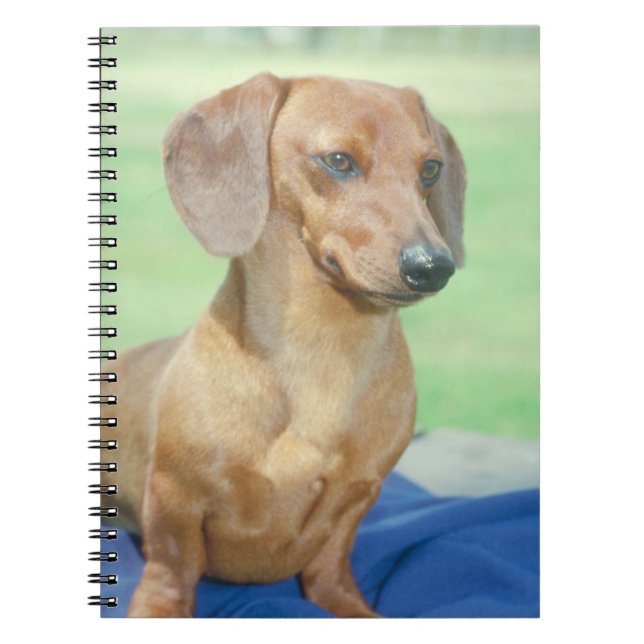 Carnet de chien de teckel (Devant)