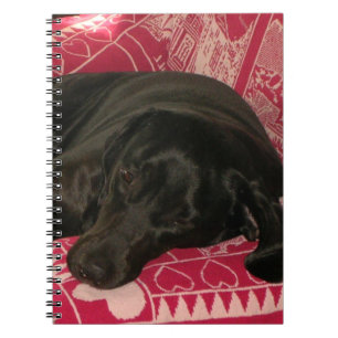 Carnet de chien endormi