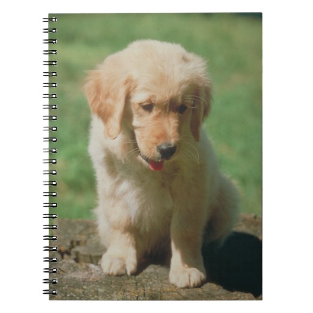 Carnet de chiot de golden retriever (Devant)